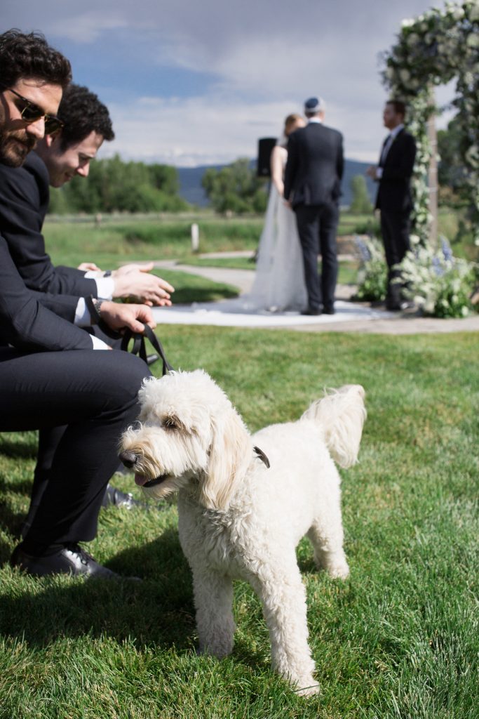 Goldendoodle Puppy Ring Bearer at River Bottoms Ranch